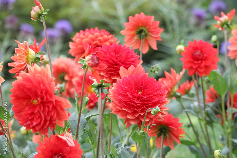Dahlia 'Stadt Spremberg' in flower. Dahlia 'Stadt Spremberg' in flower.