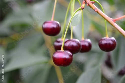 ripe garden cherries on tree branch on green leaves background, close-up