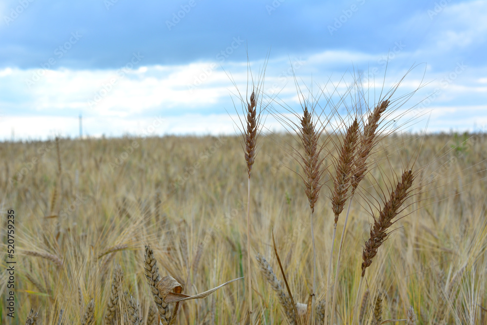 bunch of wheat ears on the agricultural field background, close-up bunch of wheat ears on the agricultural field background, close-up