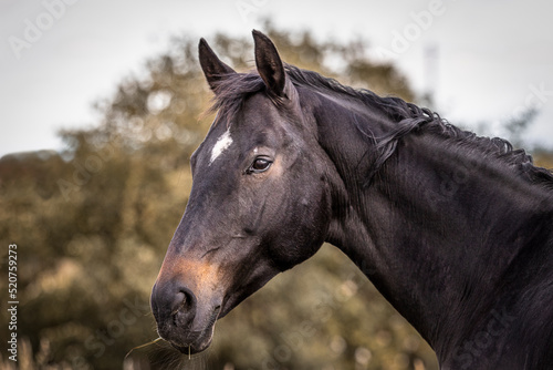 Pferd grast im Sommer auf der Weide 