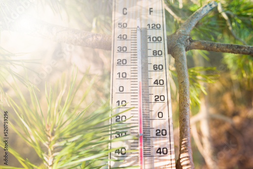 Thermometer on weather shows low temperatures in fahrenheit or celsius with pretty green colors of coniferous tree in spring.