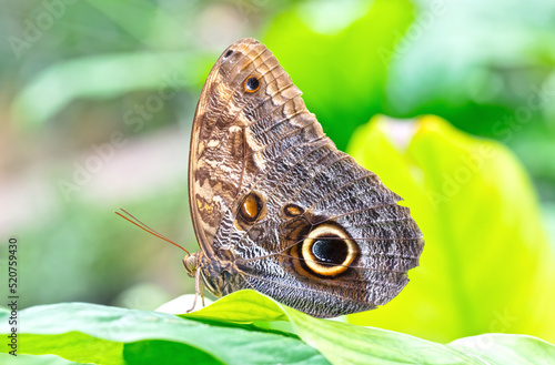 Close-up on a brown butterfly