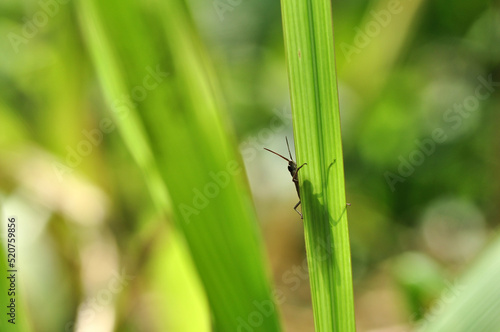 Grasshopper peeking behind the green leaves backlight