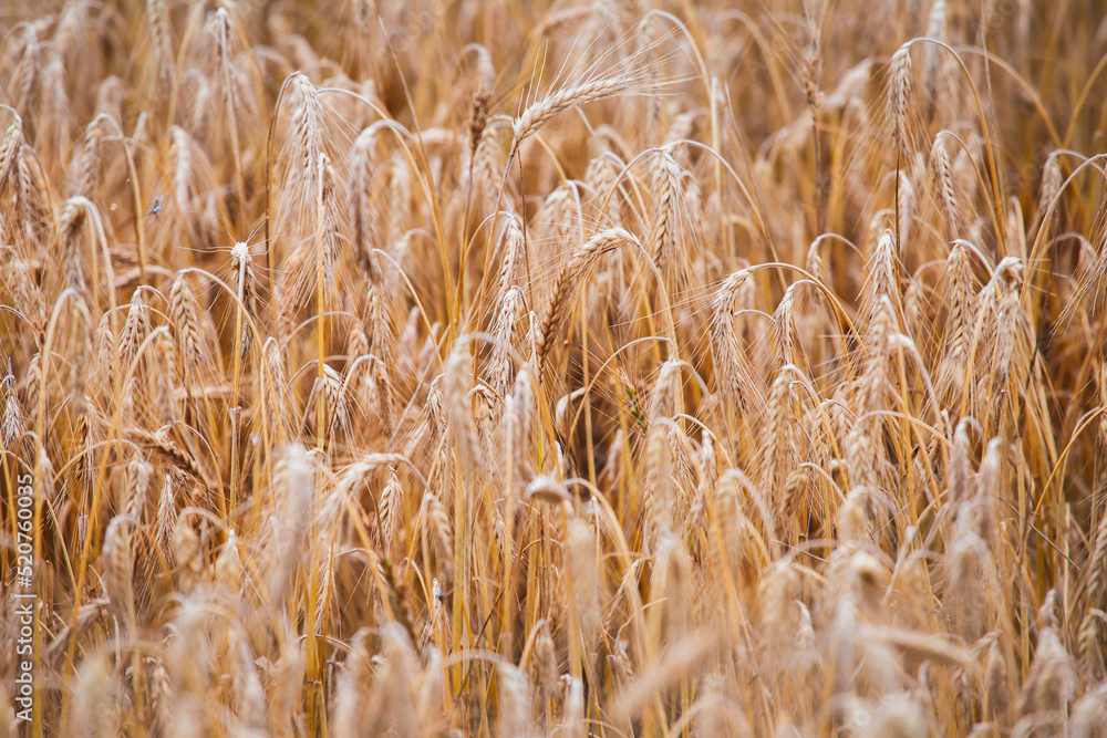 Export of grain from Ukraine during the food crisis - preserving the harvest in war Export of grain from Ukraine during the food crisis - preserving the harvest in war
