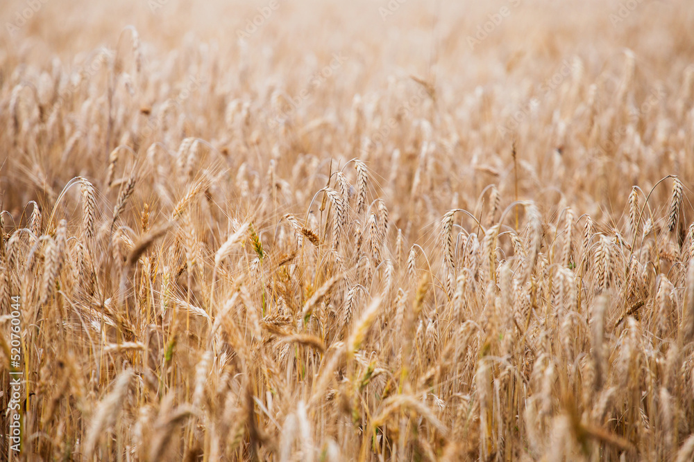 Dense sowing of ears in a field of cereals - a plentiful rich harvest of bread Dense sowing of ears in a field of cereals - a plentiful rich harvest of bread