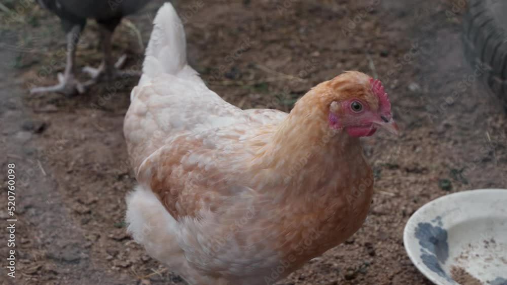 Chicken in the chicken coop. Chicken coop in the countryside. Old farm. Livestock. Hens are laying hens. Chicken in the chicken coop. Chicken coop in the countryside. Old farm. Livestock. Hens are laying hens.