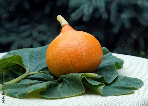 Hokkaido pumpkin on green leaves