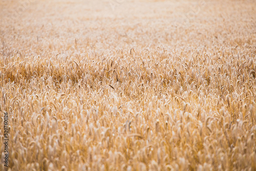 Export of grain from Ukraine during the food crisis - preserving the harvest in war