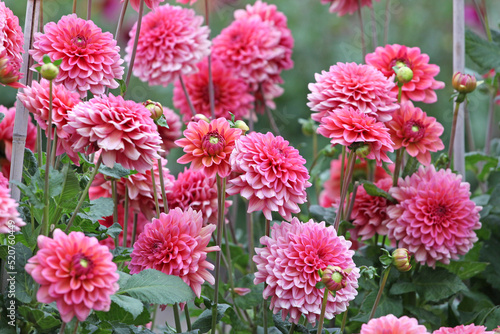 Dahlia 'Salmon Runner' in flower