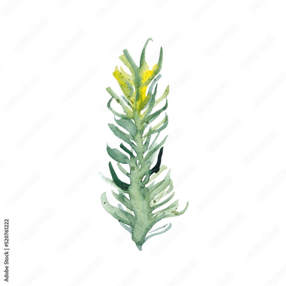 Obraz premium Watercolor aquarium plant isolated on white background. Cartoon underwater herb, grass for fish tank or terrarium. Aquatic flora for greeting cards, logo, kids design, print