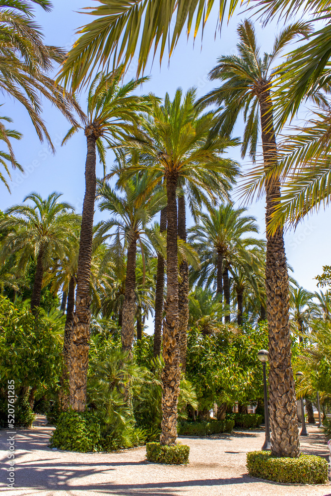 Beautiful landscape of Elche. Municipal park with tall palm trees and green gardens. Mediterranean coast. Paradise with palm trees.