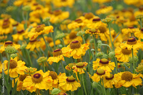 Yellow Helenium  El Dorado   in flower.