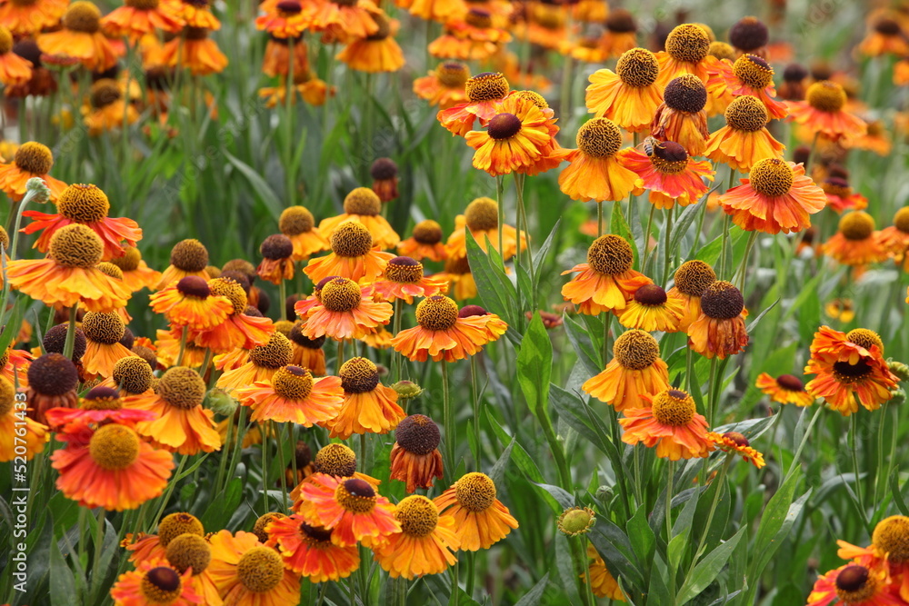 Helenium 'Sahin's Early Flowerer'  in flower.