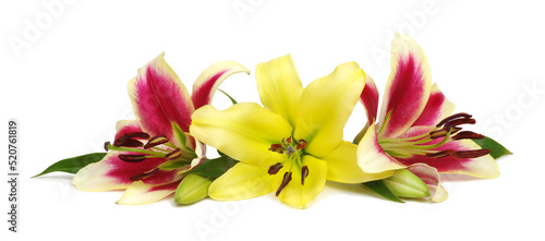 yellow and red lily flower