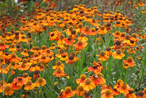 Helenium 'Sahin's Early Flowerer'  in flower. © Alexandra