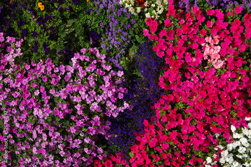 flowers background on full screen