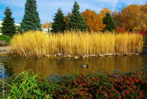 Autumn landscape with lake, green grass and colourful trees