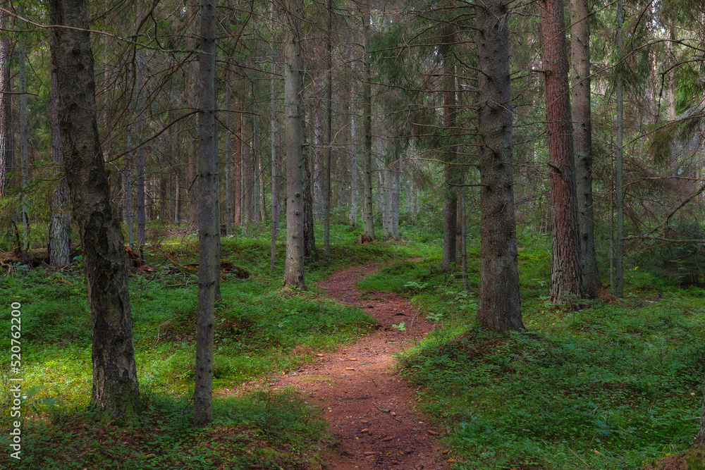 Pine forest. Summer daytime. Estonia. Pine forest. Summer daytime. Estonia.
