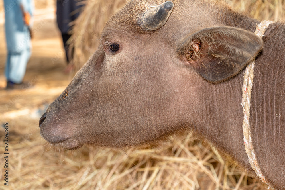 Fototapeta premium Young buffalo staring at people