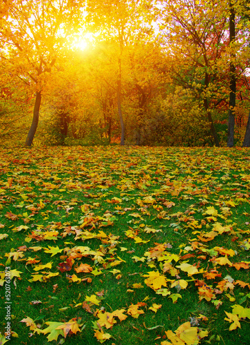 Autumn leaves on green grass