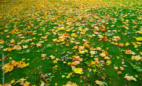 Autumn leaves on green grass