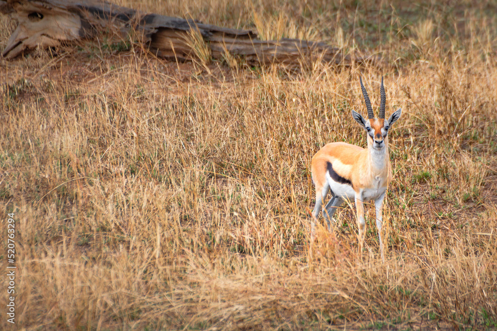 Isolated Thomson's gazelle in the prairie of Serengeti National Park. Tanzania.
