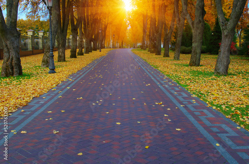Autumn park with colorful fall foliage