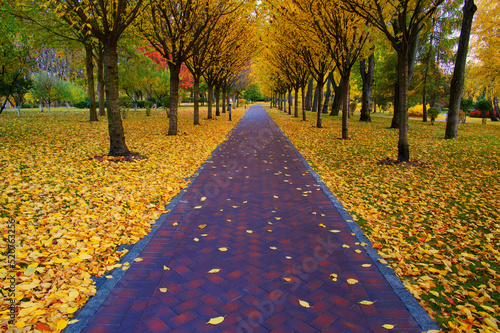 Autumn park with colorful fall foliage