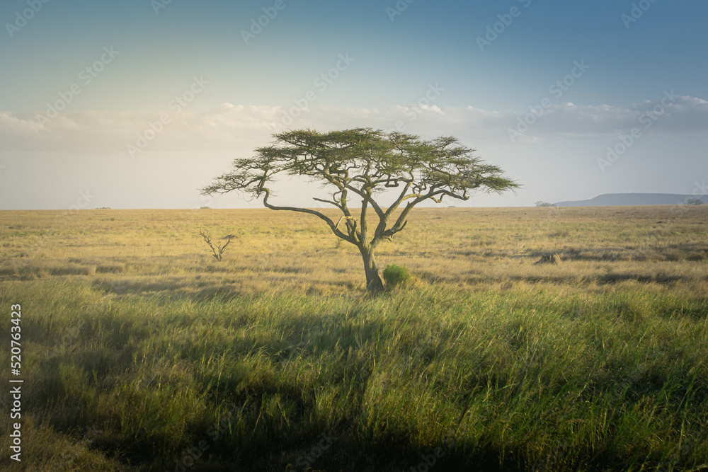 Fototapeta premium Acacia tree in the vast grasslands of Serengeti National Park. Tanzania.