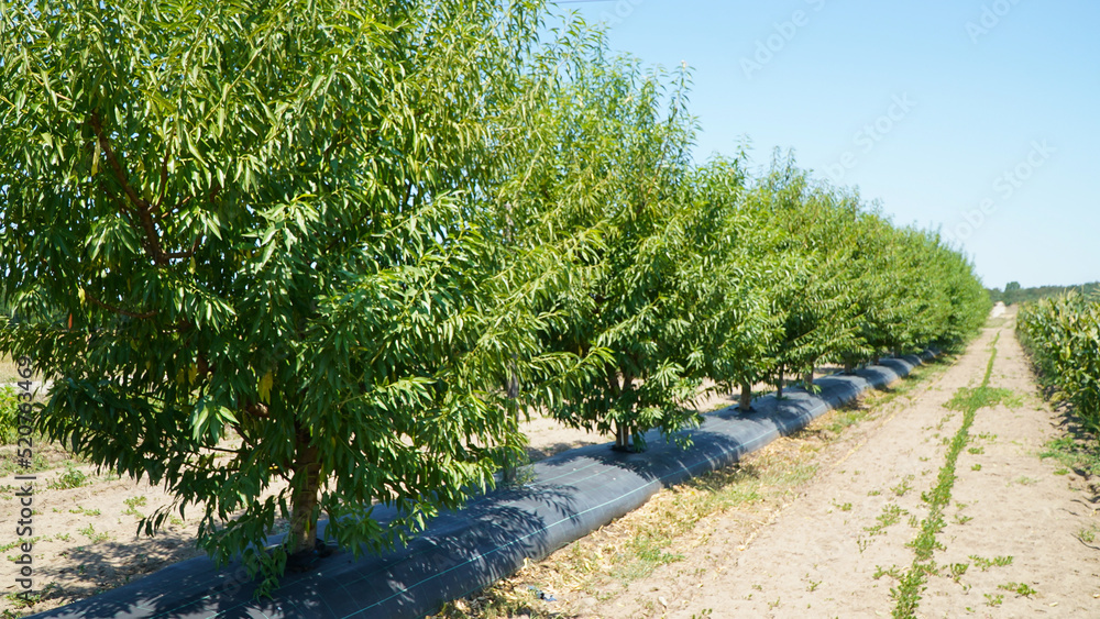 kaki rosseyanka. persimmon plantation in the summer of 2022. orchard irrigation system.