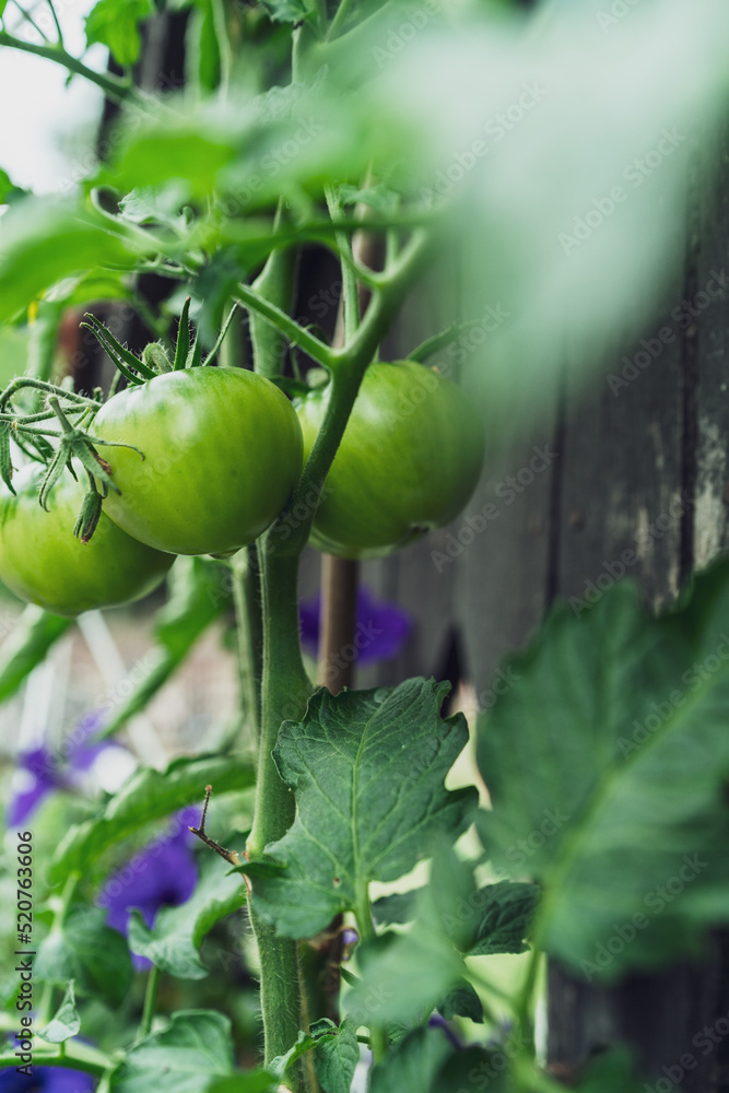 Fototapeta premium Green tomatoes grow on plant in garden