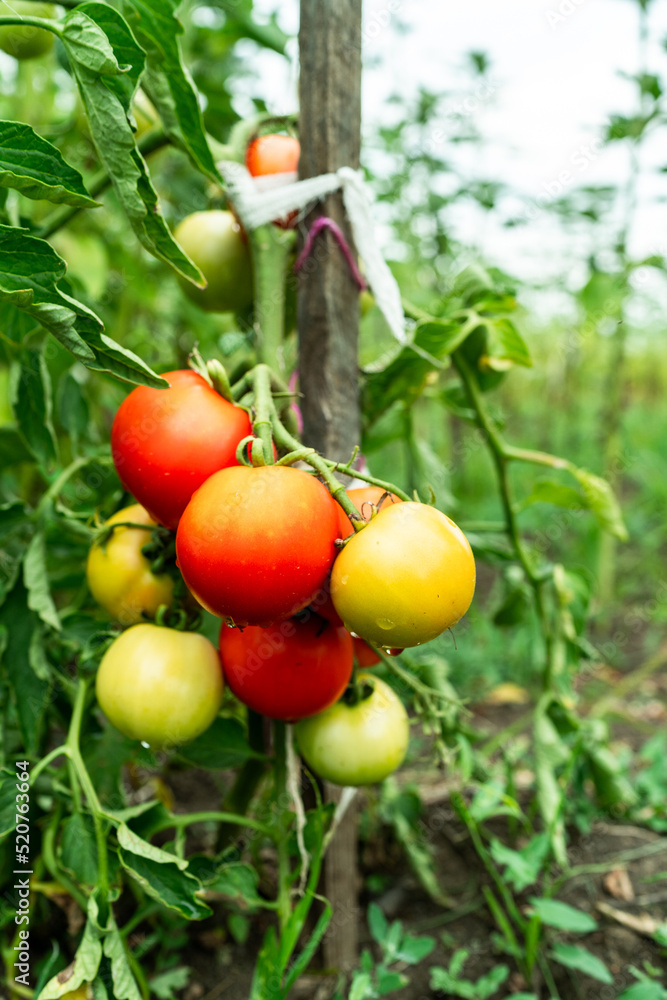 Tomatoes growing on plant outdoors