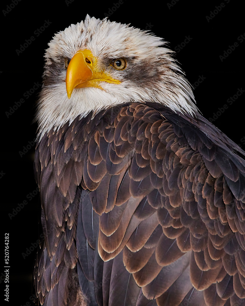 Obraz premium | Weißkopfseeadler | kel kartal | bald eagle | Haliaeetus leucocephalus I