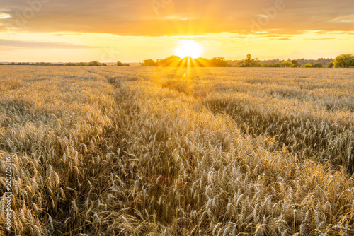 Amazing view at beautiful summer golden wheaten field with beautiful sunny sky on background  rows leading far away  valley landscape