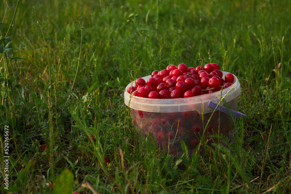 Bucket of freshly picked cherries in summer garden. Ripe juicy cherries in a small bucket. High quality photo Bucket of freshly picked cherries in summer garden. Ripe juicy cherries in a small bucket. High quality photo