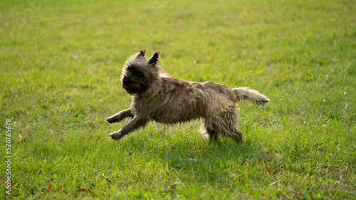 adorable de race vert animal chien  © Patricia