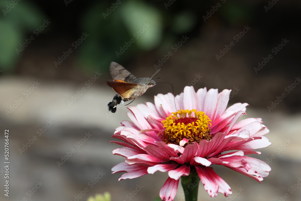 Hawk-winged hummingbird butterfly flies to a beautiful zinnia flower Hawk-winged hummingbird butterfly flies to a beautiful zinnia flower