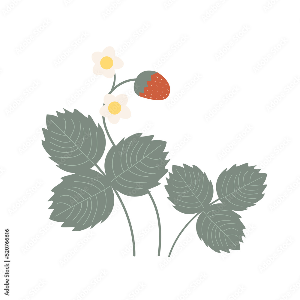 Bush of wild strawberries with flowers, berry, and leaves. Doodle vector illustration. Bush of wild strawberries with flowers, berry, and leaves. Doodle vector illustration.