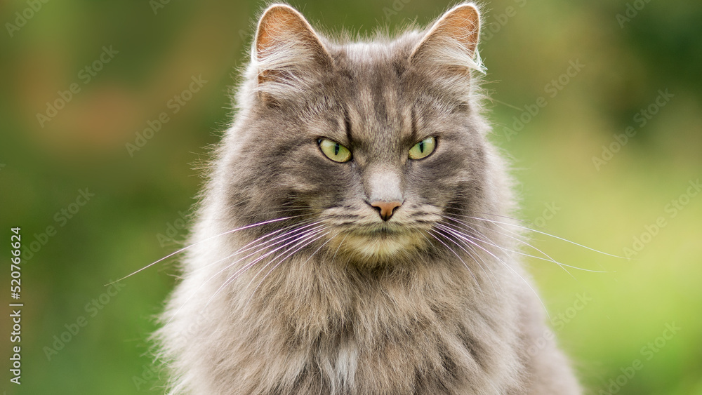 Portrait of a cat with a serious look on a green background. Very fluffy gray cat, piercingly looks forward. Cat urkpnym plan.