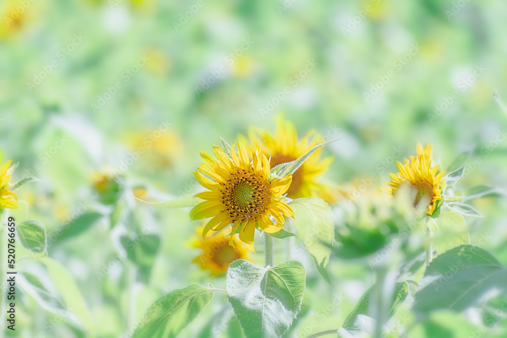 Obraz premium ヒマワリの花 夏イメージ