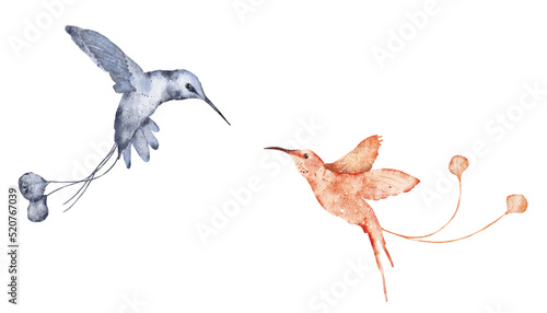Watercolor hummingbird hand drawn illustration
