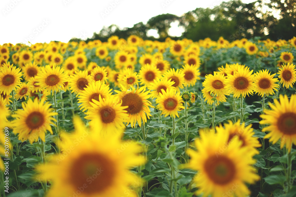 Deficit of sunflower oil in the world. Sunflower field. Sunflower bloom in summer. Deficit of sunflower oil in the world. Sunflower field. Sunflower bloom in summer.
