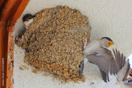 The common house martin (Delichon urbicum), northern house martin, and house martin defend chick in the nest close to the window against the other bird photo