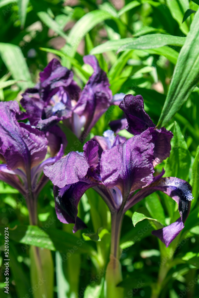 Purple iris flowers in the garden. Nature background. Plant texture