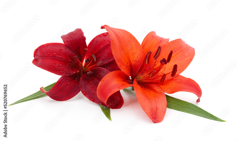 Two red lilies.