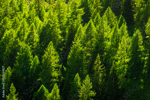 green forest background © Leszek