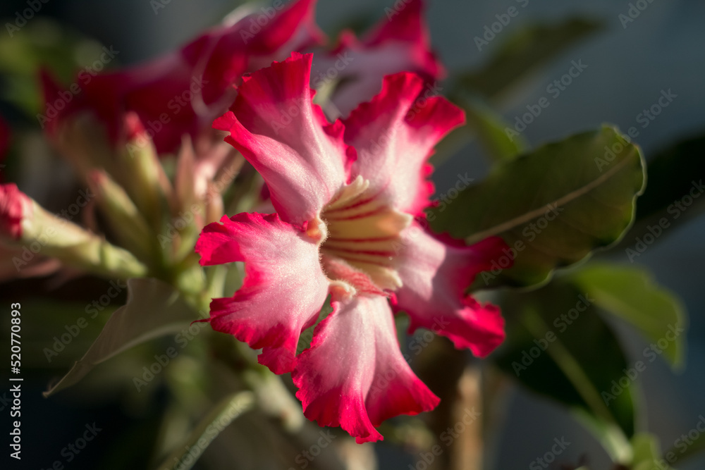 Blooming Adenium flower close-up. Adenium somalense. The succulent is blooming. Blooming Adenium flower close-up. Adenium somalense. The succulent is blooming.