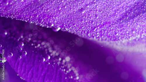 Purple petals.Stock footage. Water with small bubbles inside that lies on the purple petals.