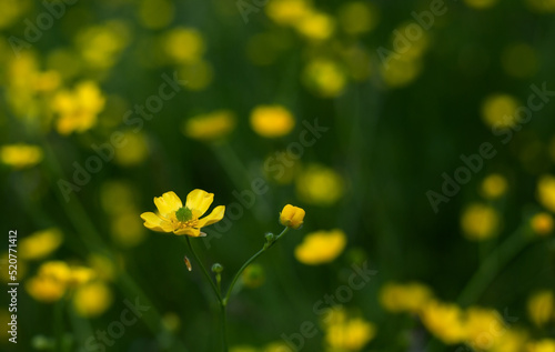 Green field with yellow flowers
