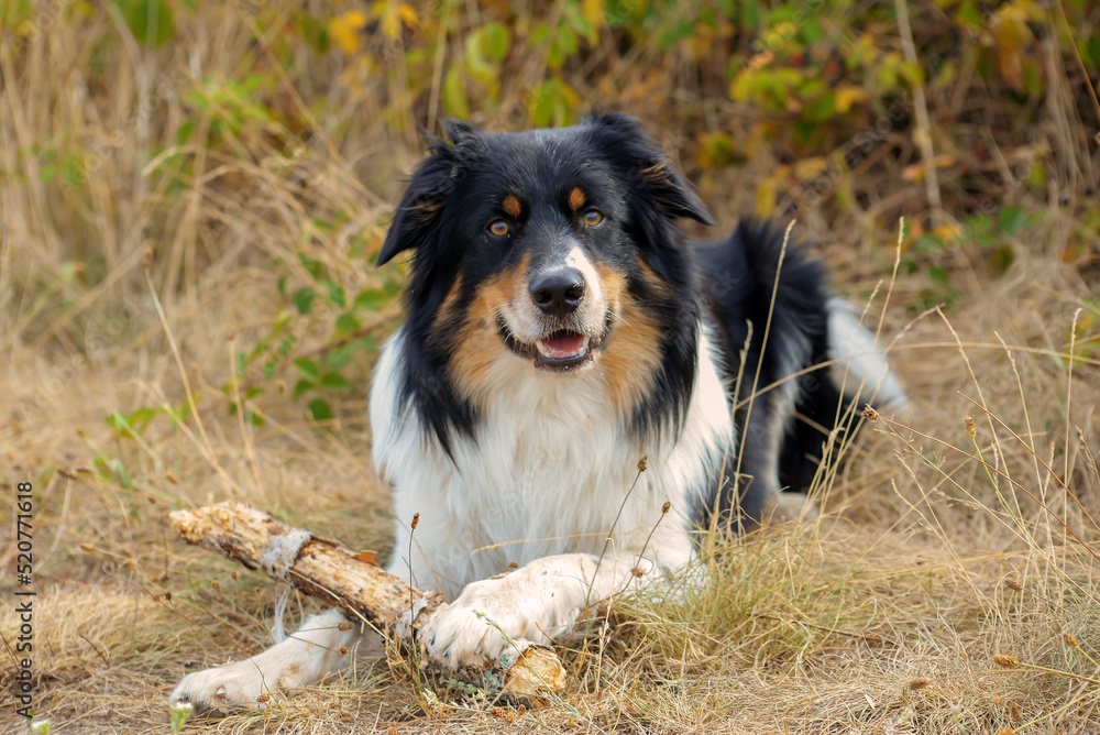 beautiful border collie dog walks in nature and follows the commands of the owner